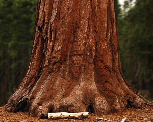 trunk