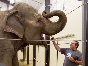 Hope Elephant